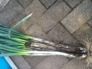 ファイル 2016-09-26 17 52 20