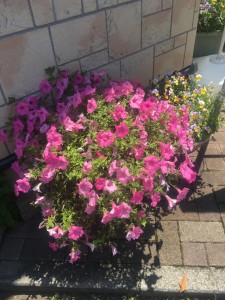 不動産のオオタニのお花