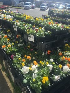 ホーマックはお花の苗がいい
