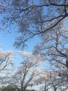 船橋・鎌ケ谷は桜が見頃となっていますね。