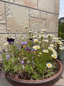 不動産のオオタニの花壇