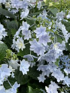 紫陽花