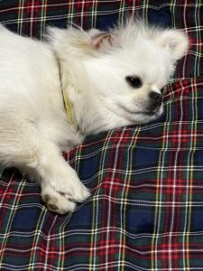 みるく