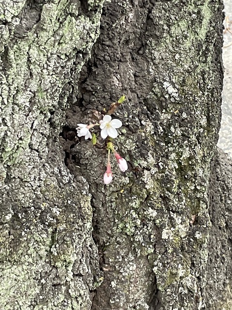 桜