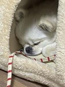みるく