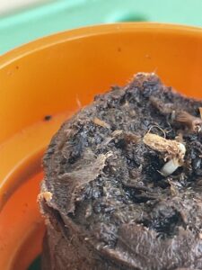 トマトの発芽