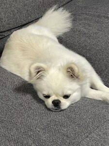 眠そうなみるくさん