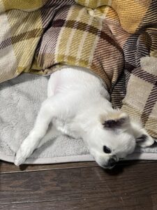 コタツとみるく２