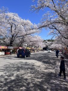 小林牧場の桜